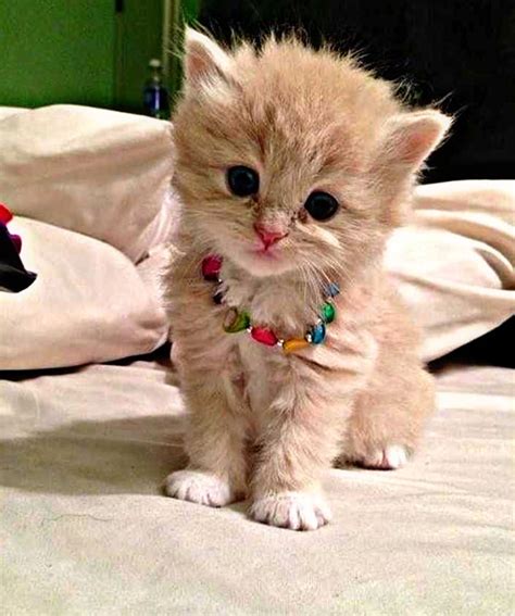 cute pic of cat|cute cat images gallery.